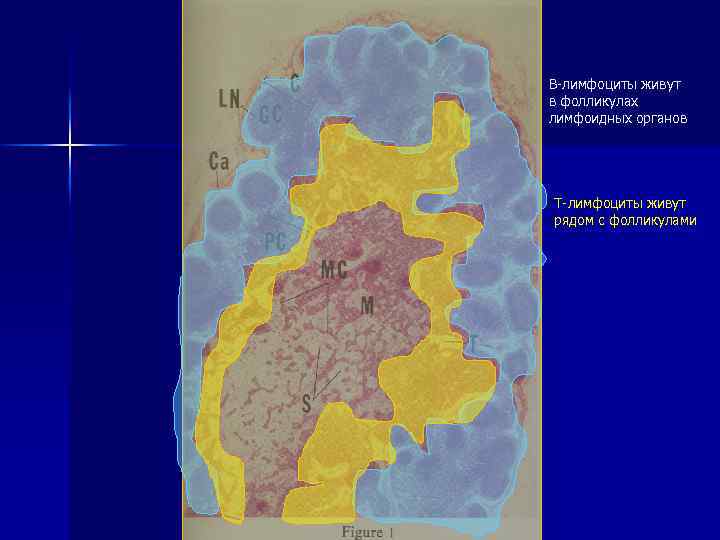 В-лимфоциты живут в фолликулах лимфоидных органов Т-лимфоциты живут рядом с фолликулами 