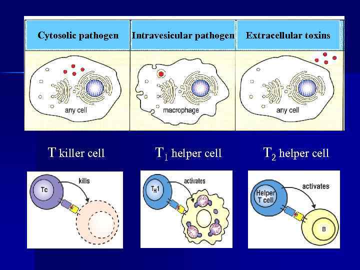 Cytosolic pathogen T killer cell Intravesicular pathogen T 1 helper cell Extracellular toxins T