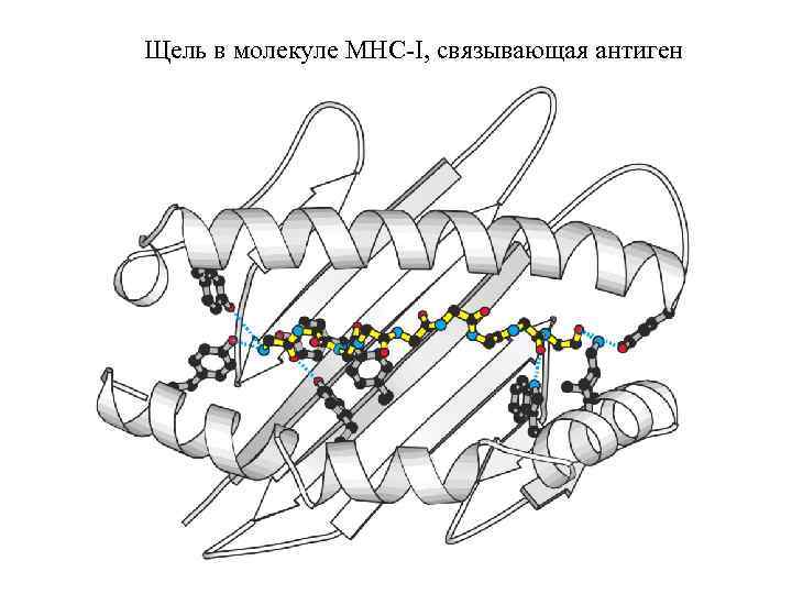 Щель в молекуле MHC-I, связывающая антиген 