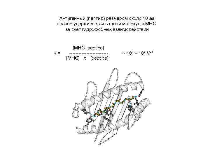 Антигенный (пептид) размером около 10 аа прочно удерживается в щели молекулы MHC за счет