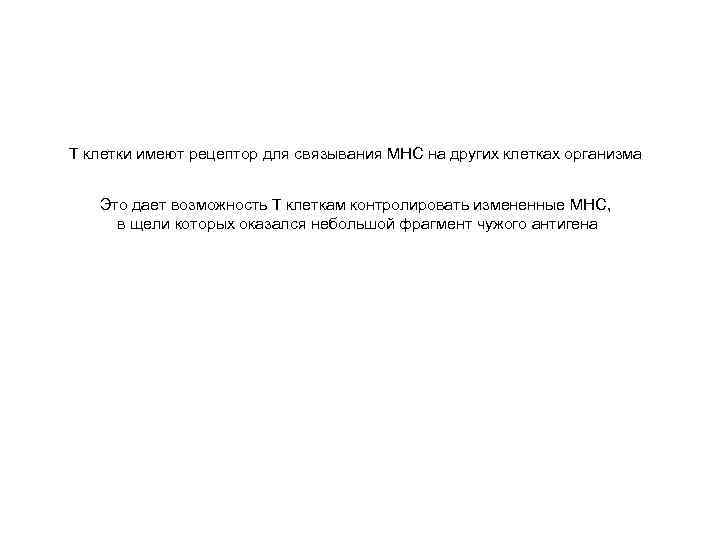 Т клетки имеют рецептор для связывания MHC на других клетках организма Это дает возможность