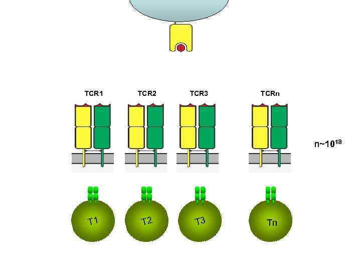 TCR 1 TCR 2 TCR 3 TCRn n~1018 T 1 T 2 T 3