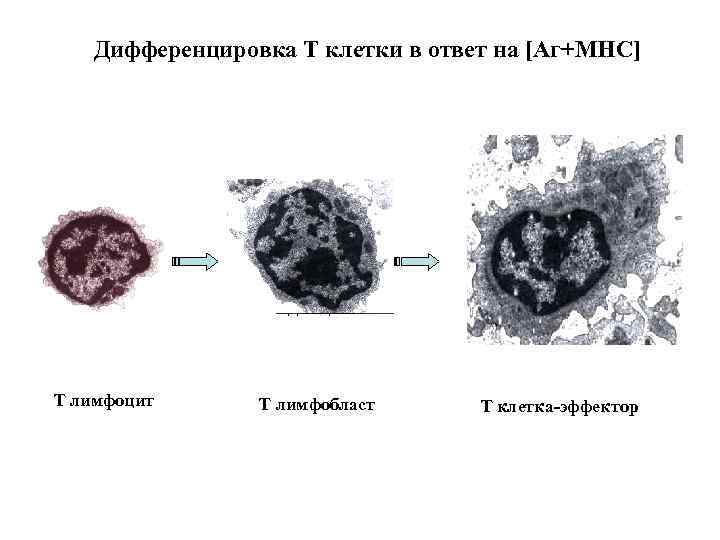 Дифференцировка Т клетки в ответ на [Аг+МНС] Т лимфоцит Т лимфобласт Т клетка-эффектор 
