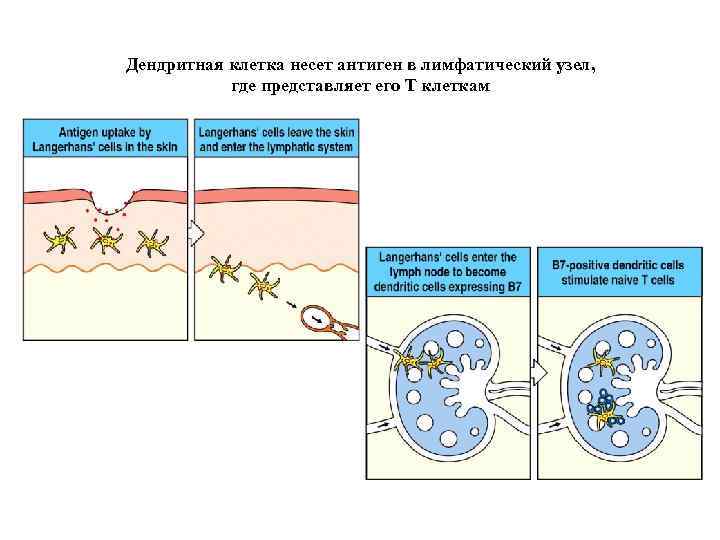 Дендритная клетка несет антиген в лимфатический узел, где представляет его Т клеткам 