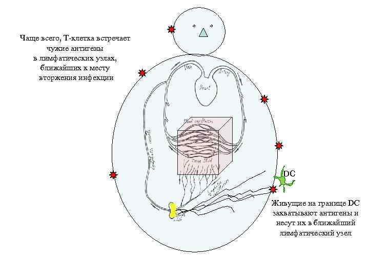 Чаще всего, Т-клетка встречает чужие антигены в лимфатических узлах, ближайших к месту вторжения инфекции