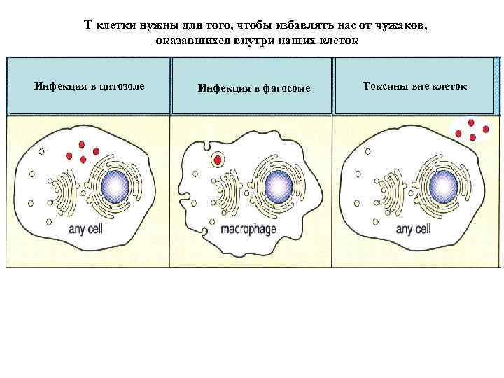 Т клетки нужны для того, чтобы избавлять нас от чужаков, оказавшихся внутри наших клеток