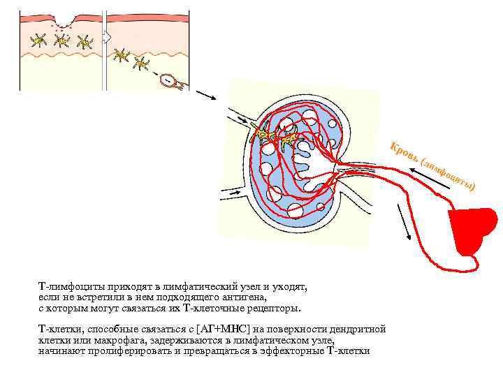 Кр овь Т-лимфоциты приходят в лимфатический узел и уходят, если не встретили в нем