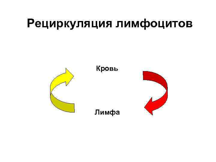 Рециркуляция лимфоцитов Кровь Лимфа 