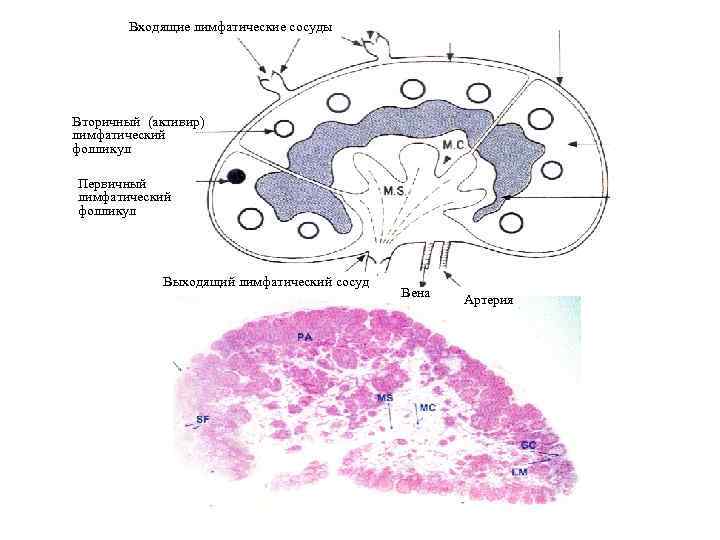 Входящие лимфатические сосуды Вторичный (активир) лимфатический фолликул Первичный лимфатический фолликул Выходящий лимфатический сосуд Вена