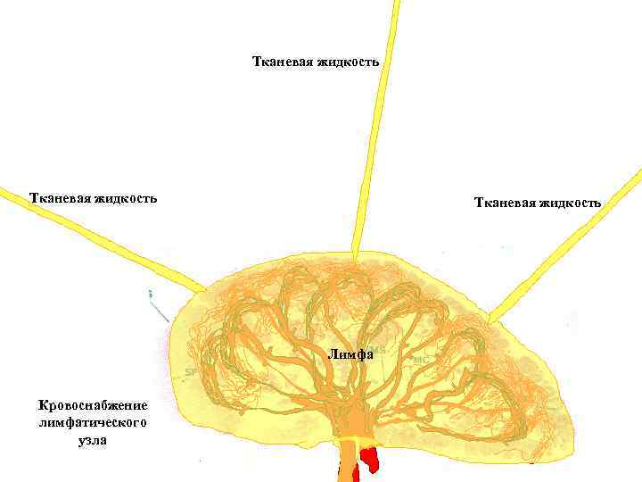 Тканевая жидкость Лимфа Кровоснабжение лимфатического узла 