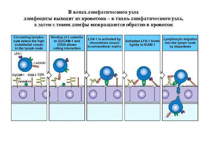 В венах лимфатического узла лимфоциты выходят из кровотока – в ткань лимфатического узла, а