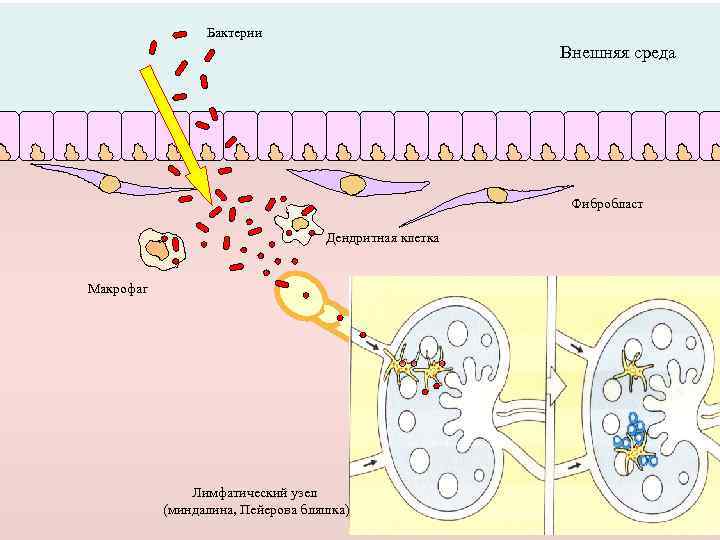 Бактерии Внешняя среда Фибробласт Дендритная клетка Макрофаг Лимфатический узел (миндалина, Пейерова бляшка) 