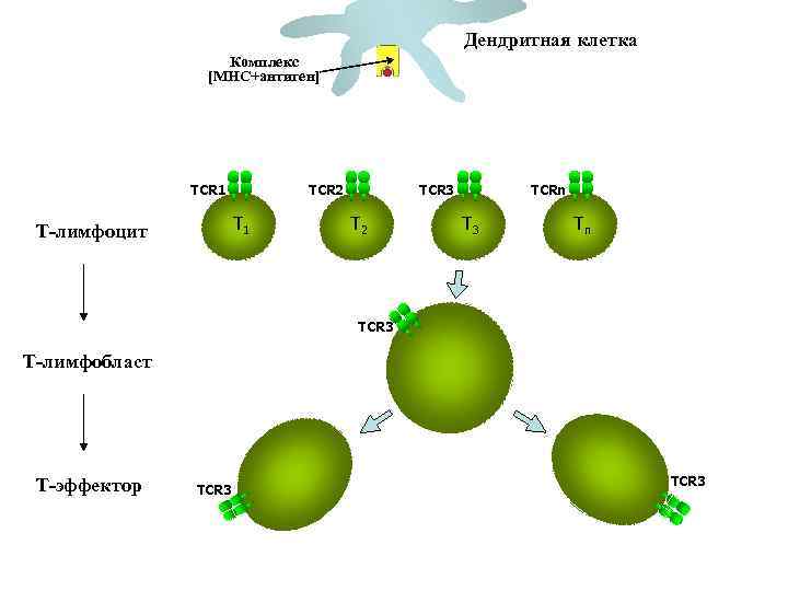 Дендритная клетка Комплекс [MHC+антиген] TCR 1 TCR 2 T 1 Т-лимфоцит TCR 3 T