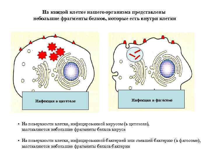 На каждой клетке нашего организма представлены небольшие фрагменты белков, которые есть внутри клетки Инфекция