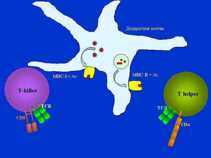 Дендритная клетка MHC-I + Аг MHC-II + Аг T-killer T helper TCR CD 8