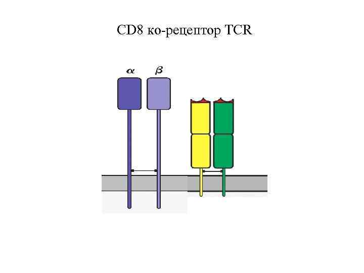 CD 8 ко-рецептор TCR 