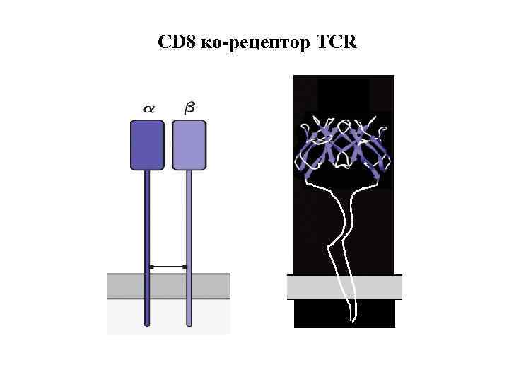 CD 8 ко-рецептор TCR 