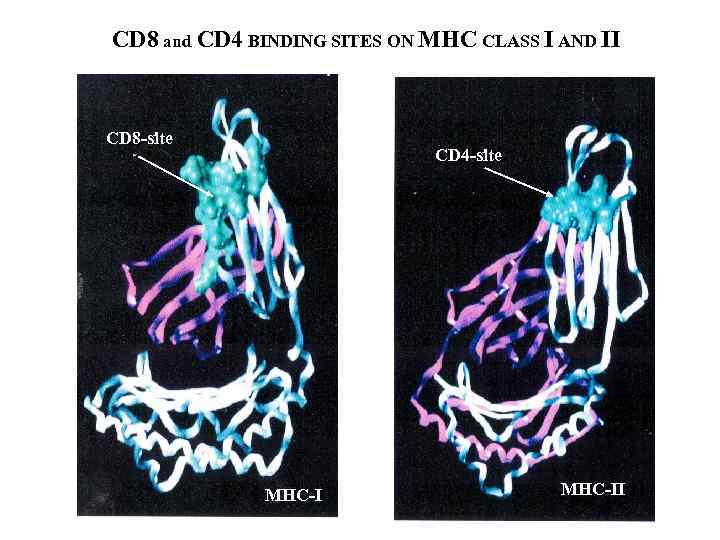 CD 8 and CD 4 BINDING SITES ON MHC CLASS I AND II CD