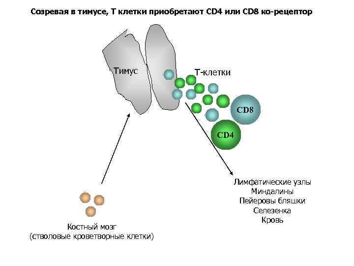 Созревая в тимусе, Т клетки приобретают CD 4 или CD 8 ко-рецептор Тимус Т-клетки