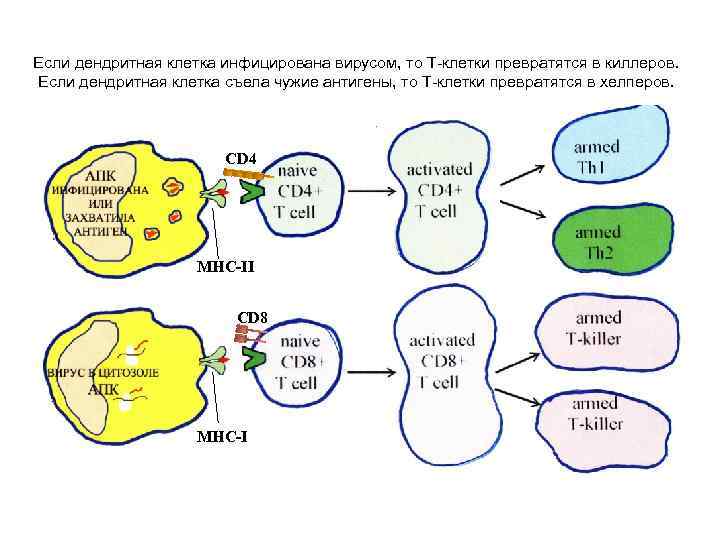 Если дендритная клетка инфицирована вирусом, то Т-клетки превратятся в киллеров. Если дендритная клетка съела