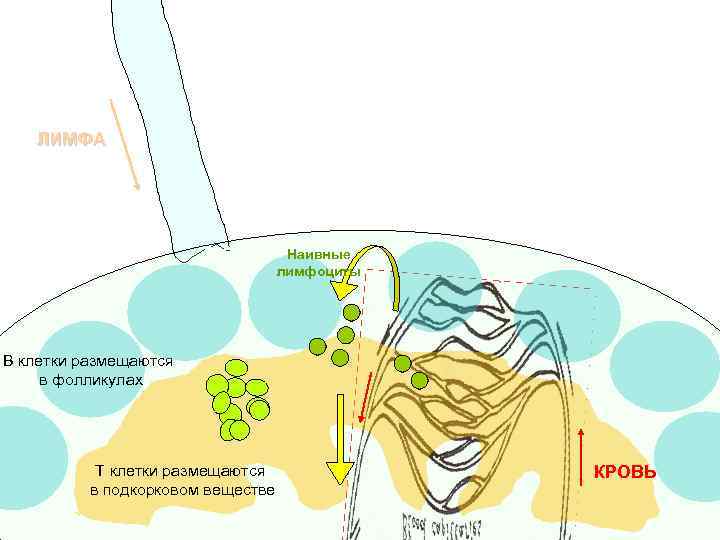 ЛИМФА Talin Наивные лимфоциты В клетки размещаются в фолликулах Т клетки размещаются в подкорковом