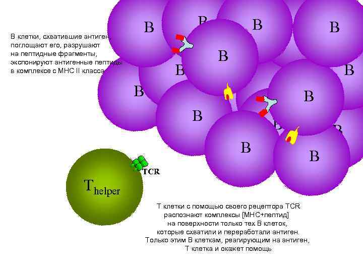 В клетки, схватившие антиген, поглощают его, разрушают на пептидные фрагменты, экспонируют антигенные пептиды в