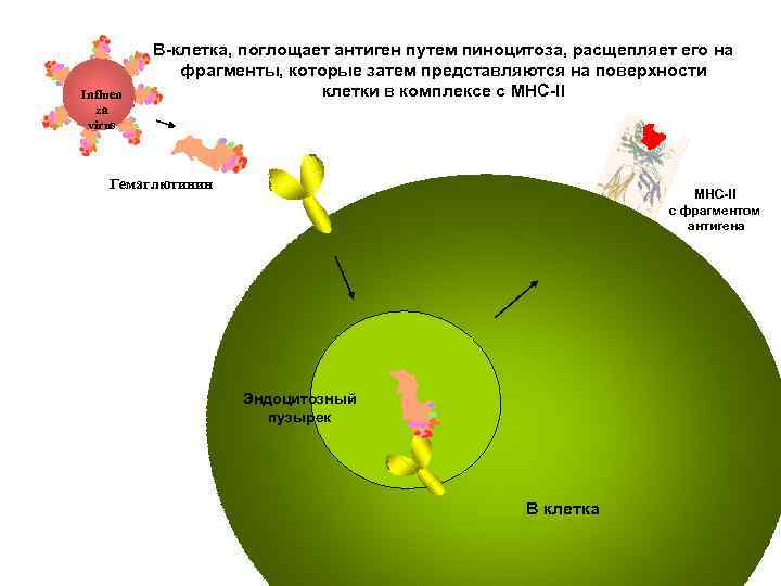 Influen za virus В-клетка, поглощает антиген путем пиноцитоза, расщепляет его на фрагменты, которые затем