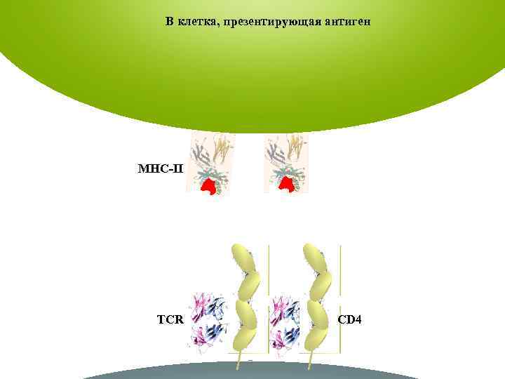 B клетка, презентирующая антиген MHC-II TCR CD 4 