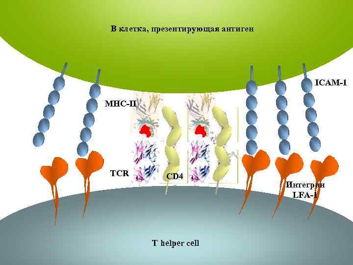 B клетка, презентирующая антиген ICAM-1 MHC-II TCR CD 4 T helper cell Интегрин LFA-1