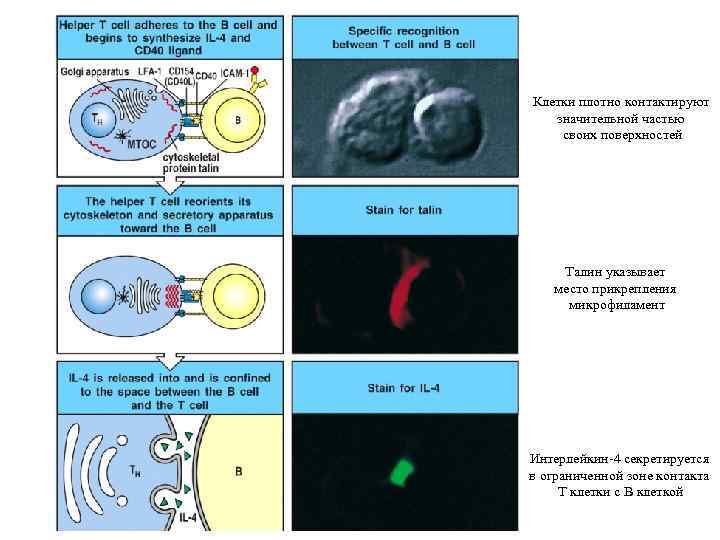 Клетки плотно контактируют значительной частью своих поверхностей Талин указывает место прикрепления микрофиламент Интерлейкин-4 секретируется