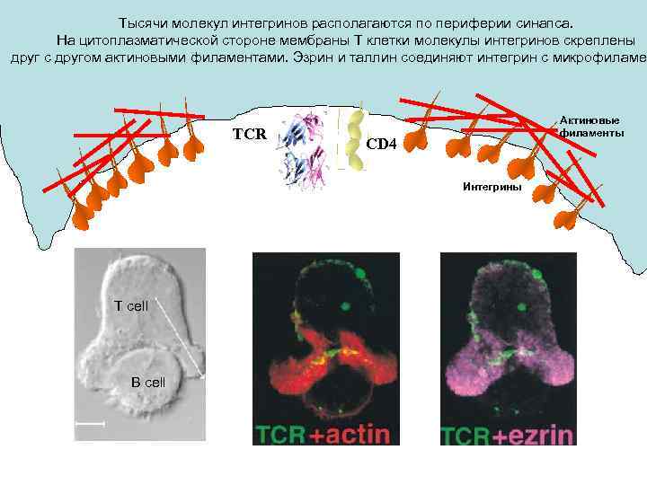 Тысячи молекул интегринов располагаются по периферии синапса. На цитоплазматической стороне мембраны Т клетки молекулы