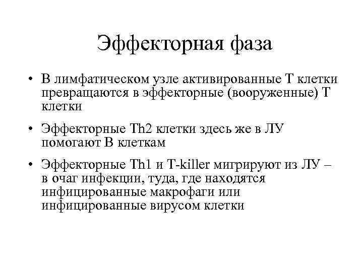 Эффекторная фаза • В лимфатическом узле активированные Т клетки превращаются в эффекторные (вооруженные) Т