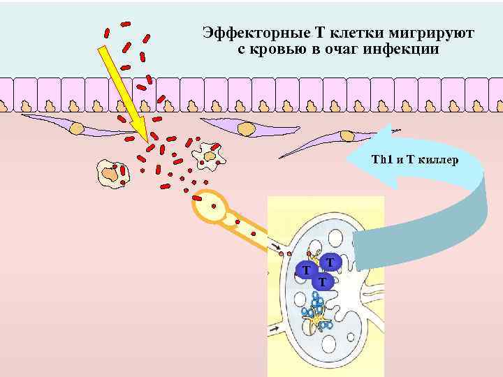 Эффекторные Т клетки мигрируют с кровью в очаг инфекции Th 1 и T киллер