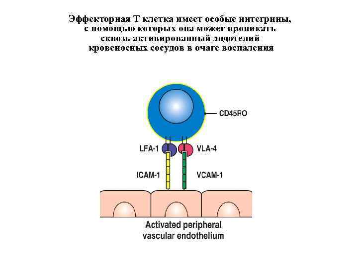 Эффекторная Т клетка имеет особые интегрины, с помощью которых она может проникать сквозь активированный