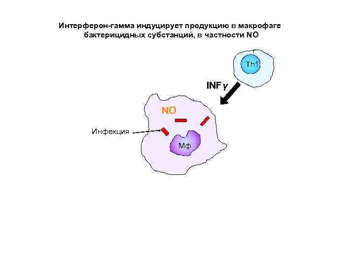 Интерферон индуцируемый