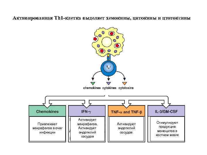 Активированная Th 1 -клетка выделяет хемокины, цитокины и цтотоксины Привлекают макрофагов в очаг инфекции