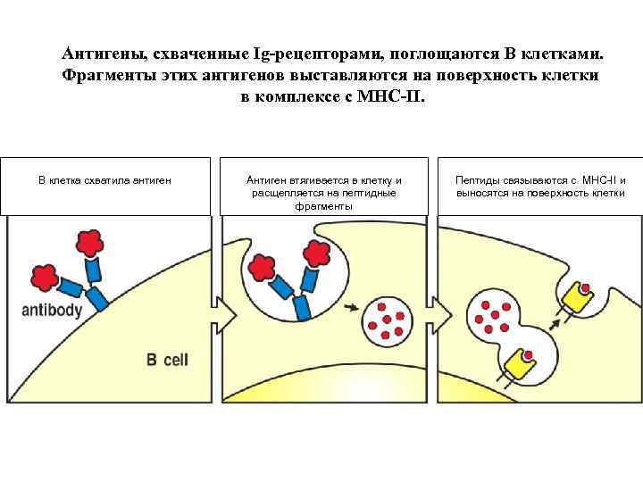 Антигены, схваченные Ig-рецепторами, поглощаются В клетками. Фрагменты этих антигенов выставляются на поверхность клетки в