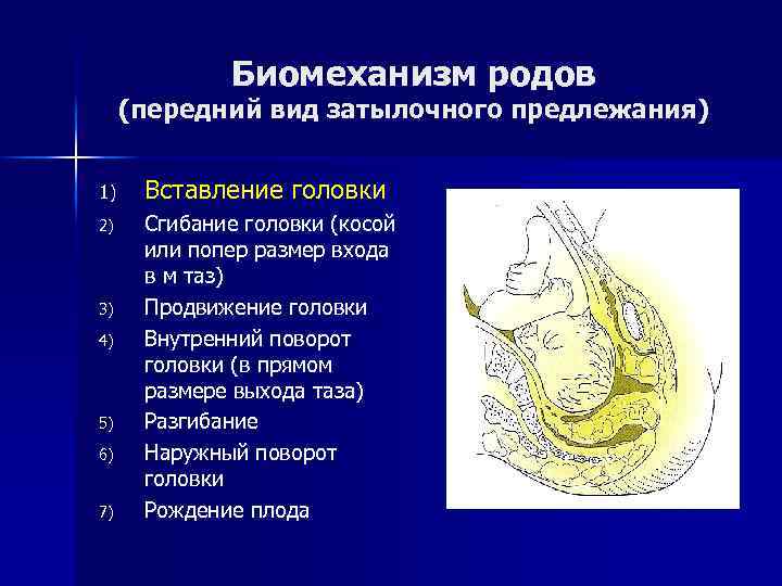 Биомеханизм родов картинки