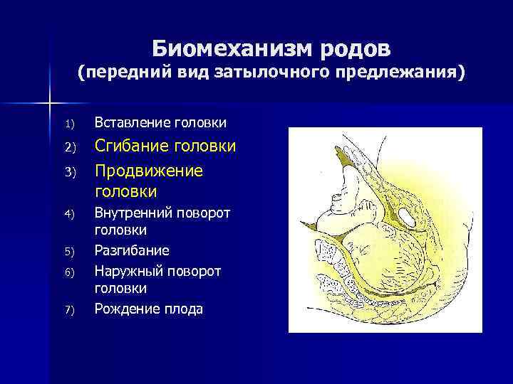 Биомеханизм родов (передний вид затылочного предлежания) 1) Вставление головки 2) Сгибание головки Продвижение головки