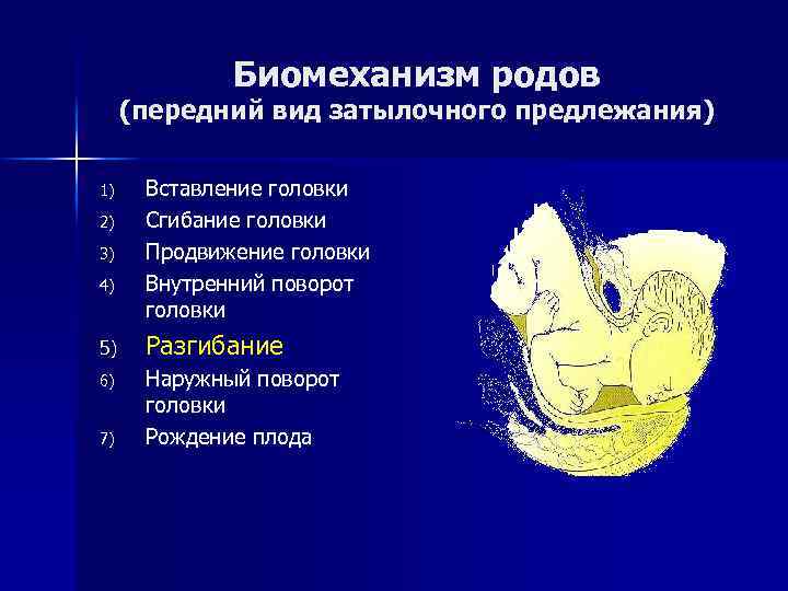 Презентация биомеханизм родов при переднем и заднем виде затылочного предлежания