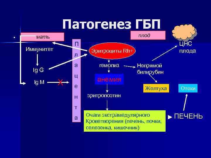 . Патогенез ГБП плод мать Иммунитет л а Ig G Ig M ЦНС плода