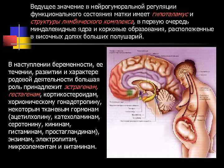 Ведущее значение в нейрогуморальной регуляции функционального состояния матки имеет гипоталамус и структуры лимбического комплекса,