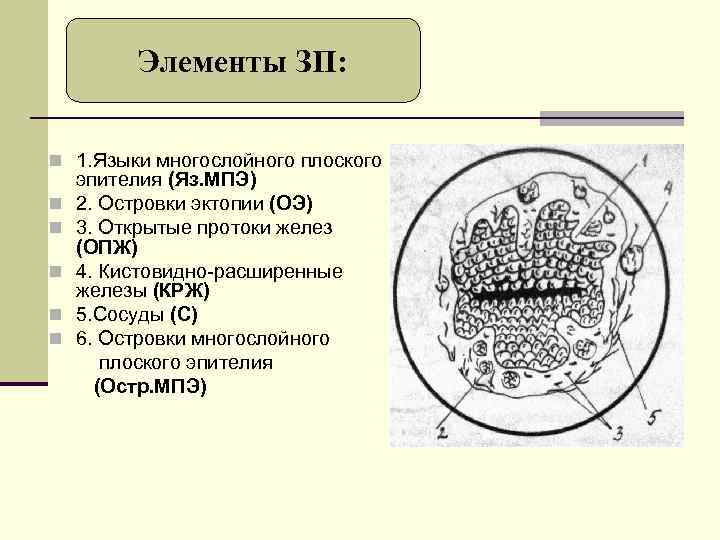 Элементы ЗП: n 1. Языки многослойного плоского n n n эпителия (Яз. МПЭ) 2.