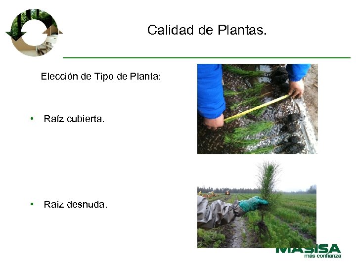 Calidad de Plantas. Elección de Tipo de Planta: • Raíz cubierta. • Raíz desnuda.