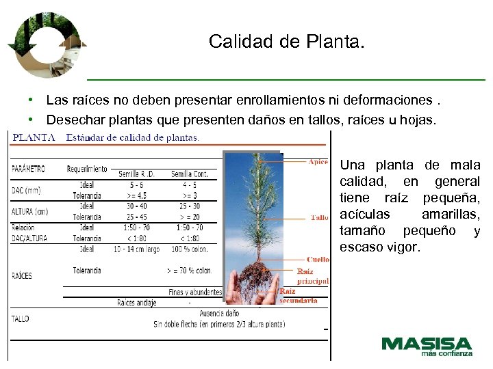 Calidad de Planta. • Las raíces no deben presentar enrollamientos ni deformaciones. • Desechar
