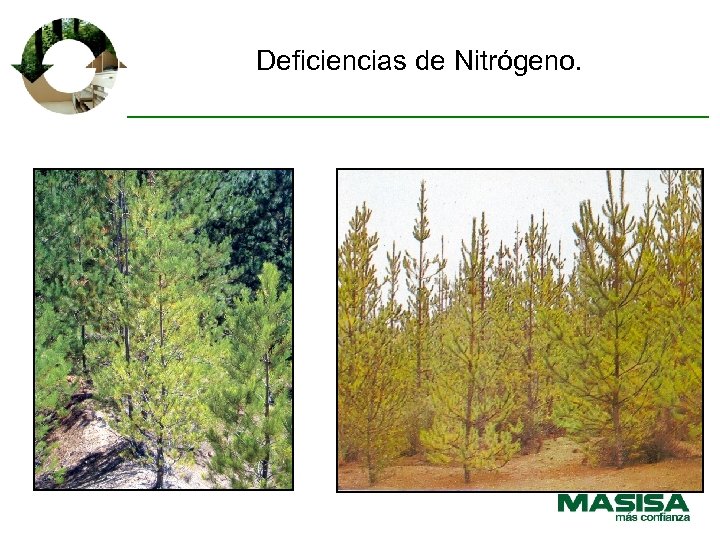 Deficiencias de Nitrógeno. 