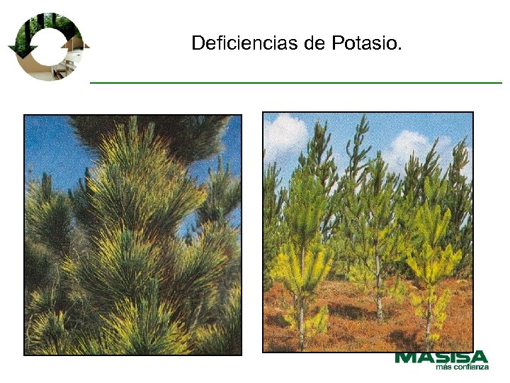 Deficiencias de Potasio. 