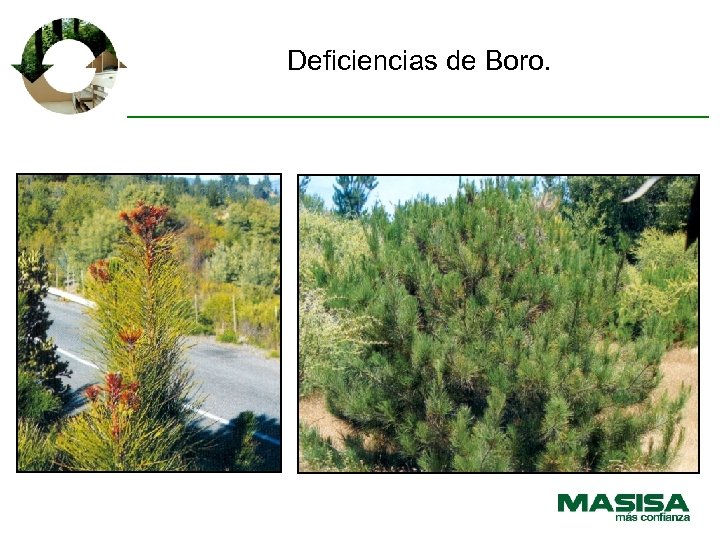 Deficiencias de Boro. 