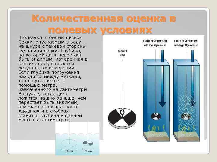 Количественная оценка в полевых условиях Пользуются белым диском Секки, опускаемым в воду на шнуре