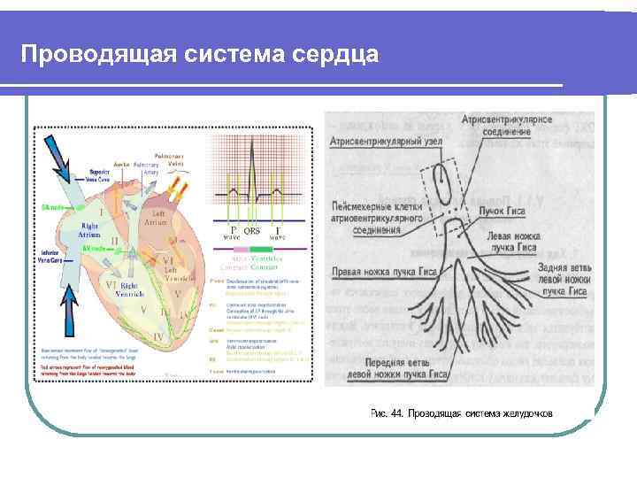 Проводящая система сердца 